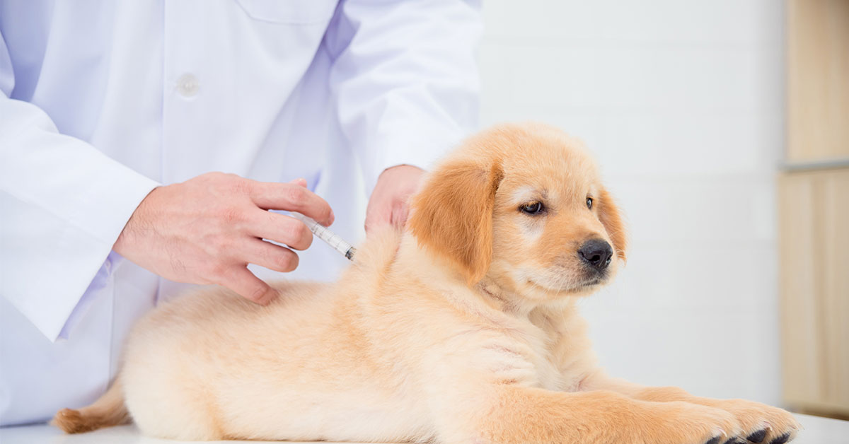 Ketahui Kapan Vaksin Anjing Harus Diberikan
