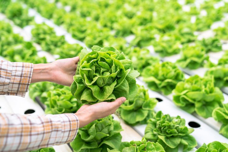 Peluang Bisnis Sayuran Organik: Menuju Kesehatan dan Keberlanjutan